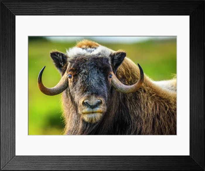 Framed Print : Muskox (Ovibos moschatus), Tasiujaq, Nunavik, Canada Framed Print : Muskox (Ovibos moschatus), Tasiujaq, Nunavik, Canada