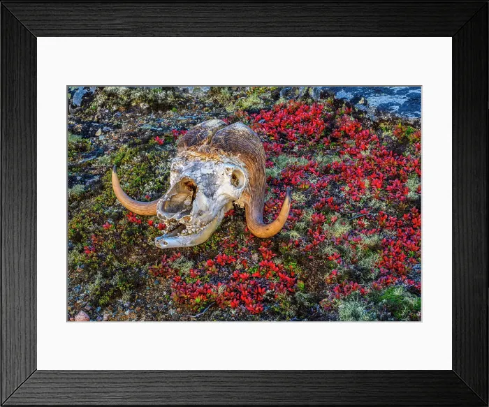 Framed Print : Musk ox skull in the tundra, Tasiujaq, Nunavik, Canada Framed Print : Musk ox skull in the tundra, Tasiujaq, Nunavik, Canada