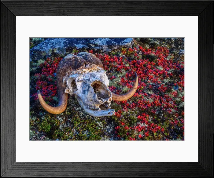 Framed Print : Musk ox skull in the tundra, Tasiujaq, Nunavik, Canada Framed Print : Musk ox skull in the tundra, Tasiujaq, Nunavik, Canada
