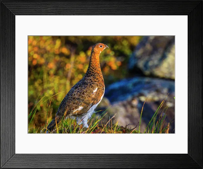 Framed Print : Willow ptarmigan (Lagopus lagopus), Tasiujaq, Nunavik, Canada Framed Print : Willow ptarmigan (Lagopus lagopus), Tasiujaq, Nunavik, Canada