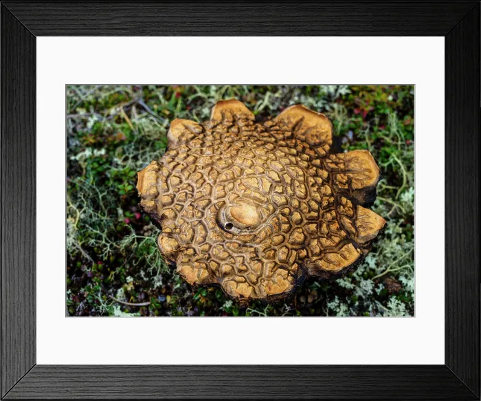 Framed Print : Bolete mushroom cap in the tundra, Tasiujaq, Nunavik, Canada Framed Print : Bolete mushroom cap in the tundra, Tasiujaq, Nunavik, Canada