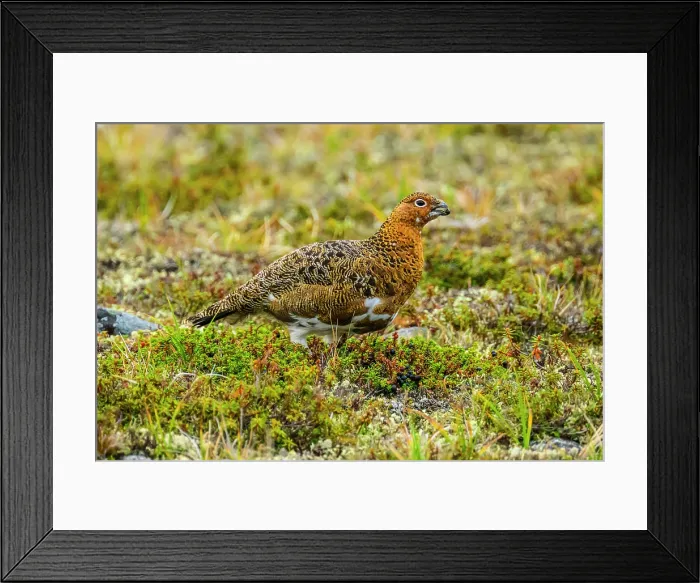 Framed Print : Willow ptarmigan (Lagopus lagopus), Tasiujaq, Nunavik, Canada Framed Print : Willow ptarmigan (Lagopus lagopus), Tasiujaq, Nunavik, Canada