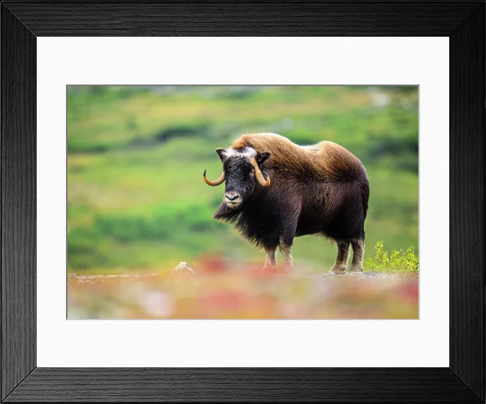 Framed Print : Muskox (Ovibos moschatus), Tasiujaq, Nunavik, Canada Framed Print : Muskox (Ovibos moschatus), Tasiujaq, Nunavik, Canada