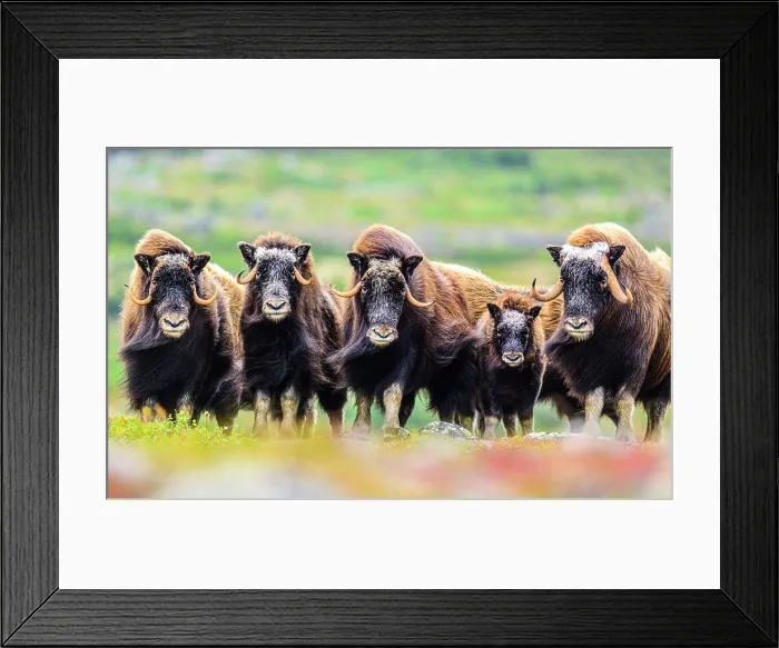 Framed Print : Muskox (Ovibos moschatus), Tasiujaq, Nunavik, Canada Framed Print : Muskox (Ovibos moschatus), Tasiujaq, Nunavik, Canada