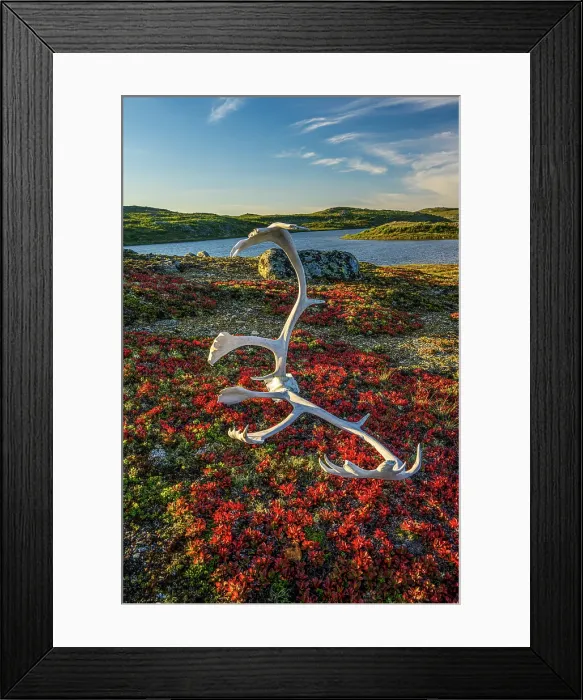 Framed Print : Caribou antlers in the tundra, Tasiujaq, Nunavik, Canada Framed Print : Caribou antlers in the tundra, Tasiujaq, Nunavik, Canada