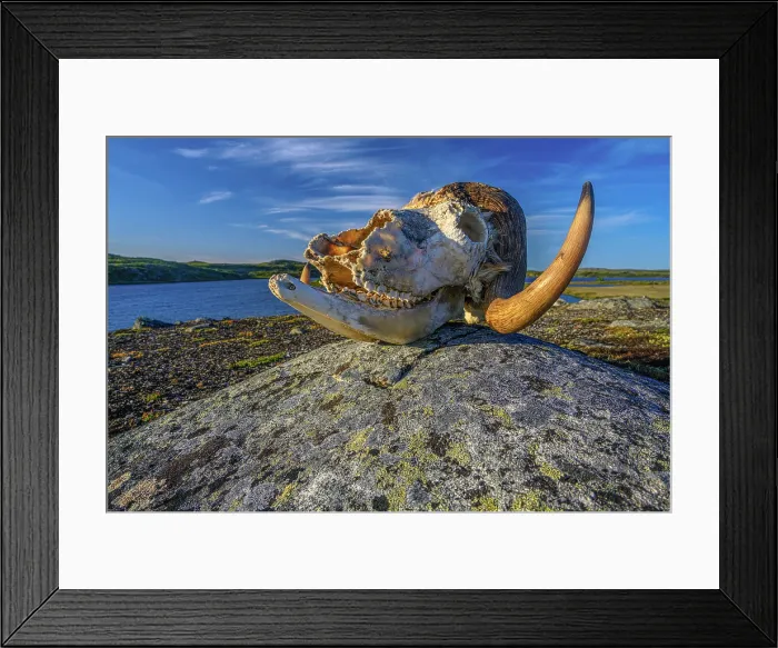 Framed Print : Musk ox skull in the tundra, Tasiujaq, Nunavik, Canada Framed Print : Musk ox skull in the tundra, Tasiujaq, Nunavik, Canada