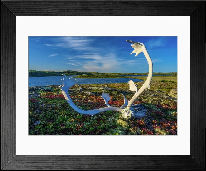 Framed Print : Caribou antlers in the tundra, Tasiujaq, Nunavik, Canada Framed Print : Caribou antlers in the tundra, Tasiujaq, Nunavik, Canada