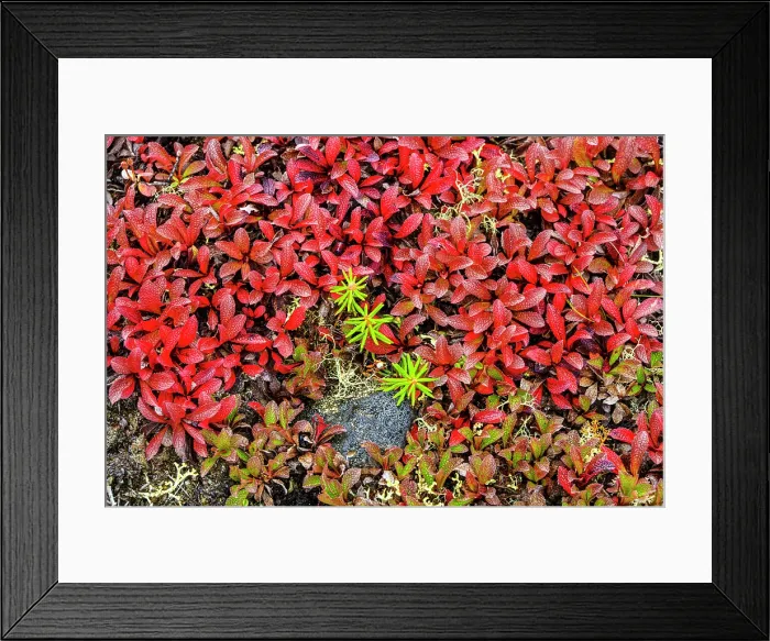 Framed Print : Autumn bearberry leaves (Arctostaphylos uva-ursi) in the tundra, Tasiujaq, Nunavik, Canada Framed Print : Autumn bearberry leaves (Arctostaphylos uva-ursi) in the tundra, Tasiujaq, Nunavik, Canada