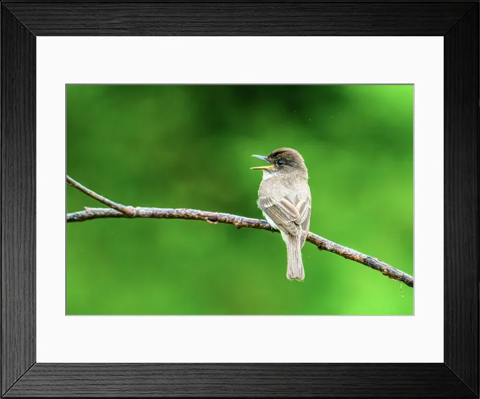Framed Print : Eastern phoebe (Sayornis phoebe) vocalizing, Greater Sudbury, Ontario, Canada Framed Print : Eastern phoebe (Sayornis phoebe) vocalizing, Greater Sudbury, Ontario, Canada