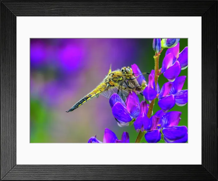 Framed Print : Four-spotted chaser (Libellula quadrimaculata) dragonfly, with prey, resting on lupine flower, Greater Sudbury, Ontario, Canada Framed Print : Four-spotted chaser (Libellula quadrimaculata) dragonfly, with prey, resting on lupine flower, Greater Sudbury, Ontario, Canada