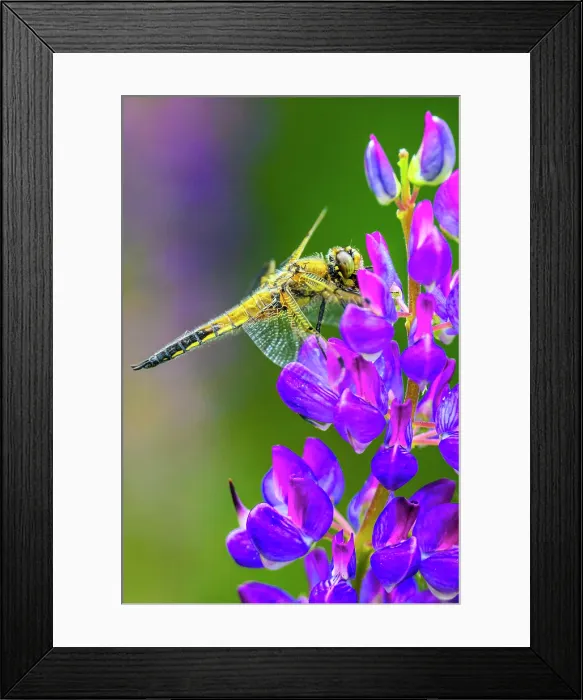 Framed Print : Four-spotted chaser (Libellula quadrimaculata) dragonfly, with prey, resting on lupine flower, Greater Sudbury, Ontario, Canada Framed Print : Four-spotted chaser (Libellula quadrimaculata) dragonfly, with prey, resting on lupine flower, Greater Sudbury, Ontario, Canada