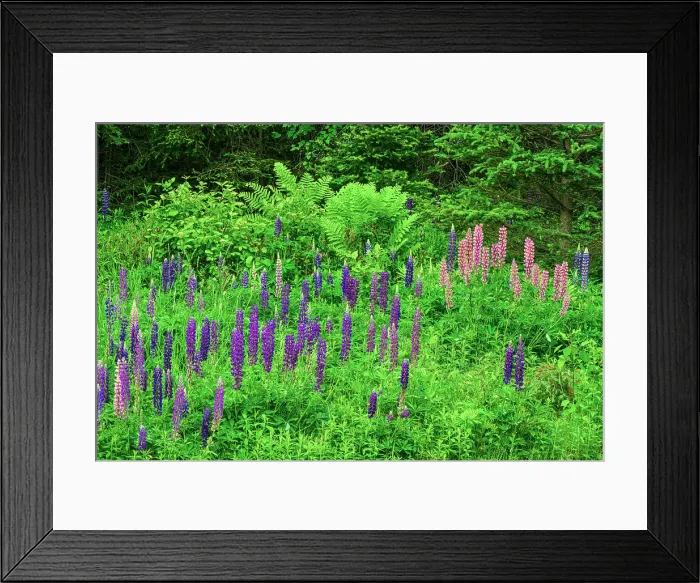 Framed Print : Interrupted fern and blooming lupines, Greater Sudbury, Ontario, Canada Framed Print : Interrupted fern and blooming lupines, Greater Sudbury, Ontario, Canada