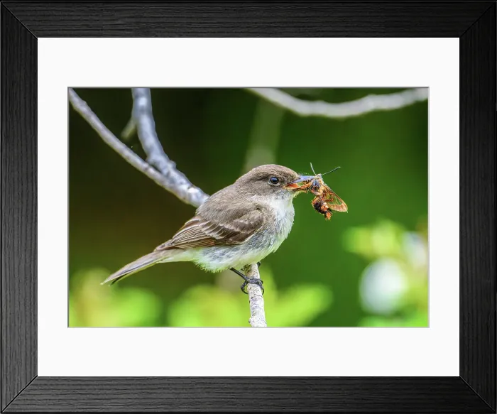 Framed Print : Eastern phoebe (Sayornis phoebe) Perching with captured moth, Greater Sudbury, Ontario, Canada Framed Print : Eastern phoebe (Sayornis phoebe) Perching with captured moth, Greater Sudbury, Ontario, Canada