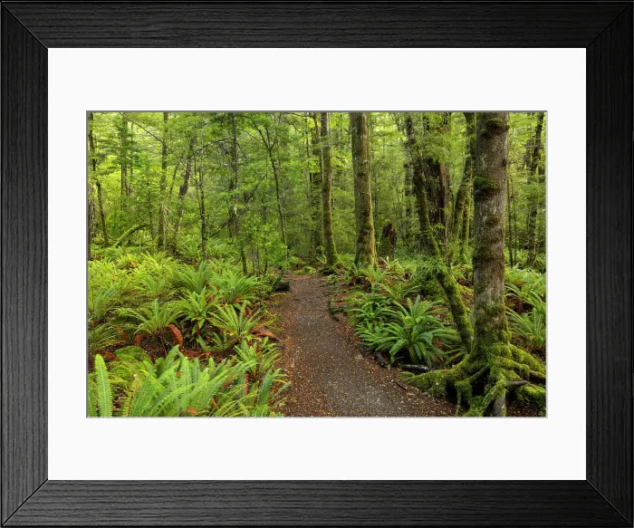 Framed Print : The Kepler Track long distance trail through temperate rainforest in Fiordland National Park, South Island, New Zealand. Autumn (May) 2025 Framed Print : The Kepler Track long distance trail through temperate rainforest in Fiordland National Park, South Island, New Zealand. Autumn (May) 2025
