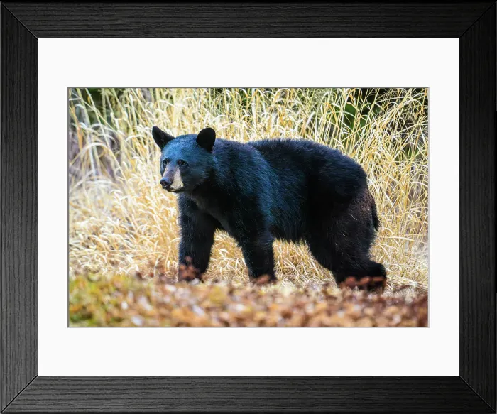 Framed Print : Black bear (Ursus americanus) visiting backyard in spring, Greater Sudbury, Ontario, Canada Framed Print : Black bear (Ursus americanus) visiting backyard in spring, Greater Sudbury, Ontario, Canada