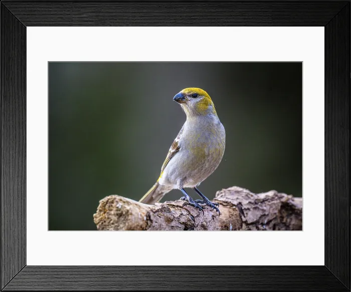 Framed Print : Pine grosbeak (Pinicola enucleator) female, Greater Sudbury, Ontario, Canada