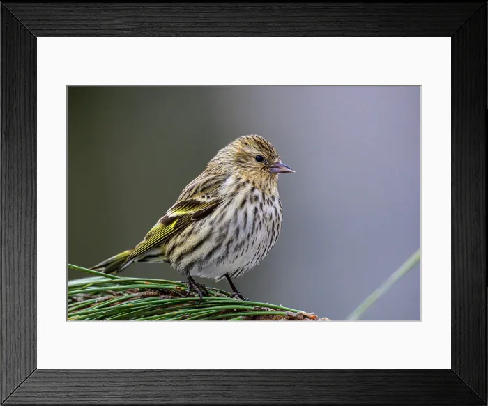 Framed Print : Pine siskin (Carduelis pinus), Greater Sudbury, Ontario, Canada
