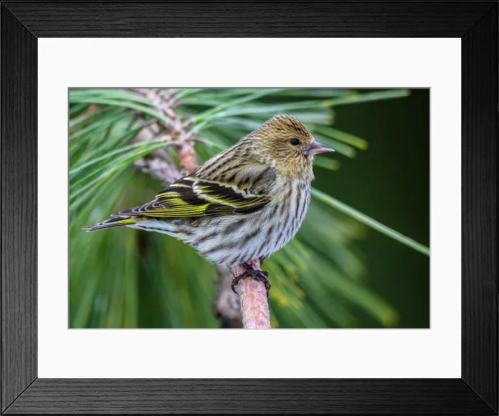 Framed Print : Pine siskin (Carduelis pinus), Greater Sudbury, Ontario, Canada Framed Print : Pine siskin (Carduelis pinus), Greater Sudbury, Ontario, Canada