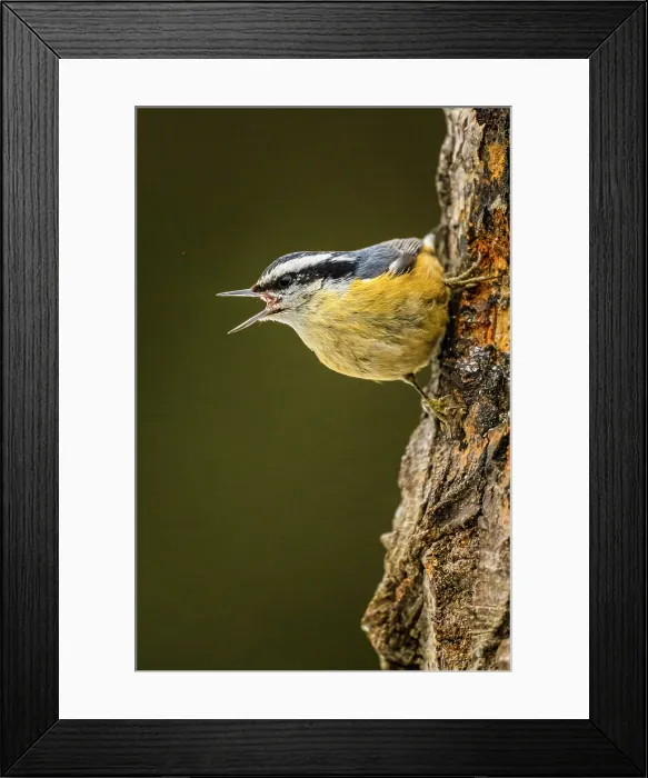 Framed Print : Red breasted nuthatch (Sitta canadensis), Greater Sudbury, Ontario, Canada Framed Print : Red breasted nuthatch (Sitta canadensis), Greater Sudbury, Ontario, Canada