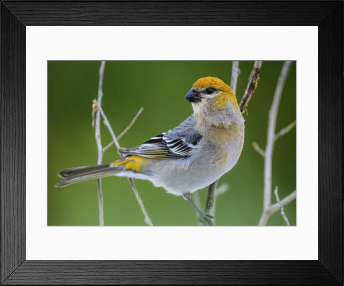 Framed Print : Pine grosbeak (Pinicola enucleator) female, Greater Sudbury, Ontario, Canada Framed Print : Pine grosbeak (Pinicola enucleator) female, Greater Sudbury, Ontario, Canada