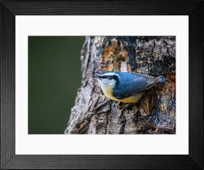 Framed Print : Red breasted nuthatch (Sitta canadensis), Greater Sudbury, Ontario, Canada Framed Print : Red breasted nuthatch (Sitta canadensis), Greater Sudbury, Ontario, Canada