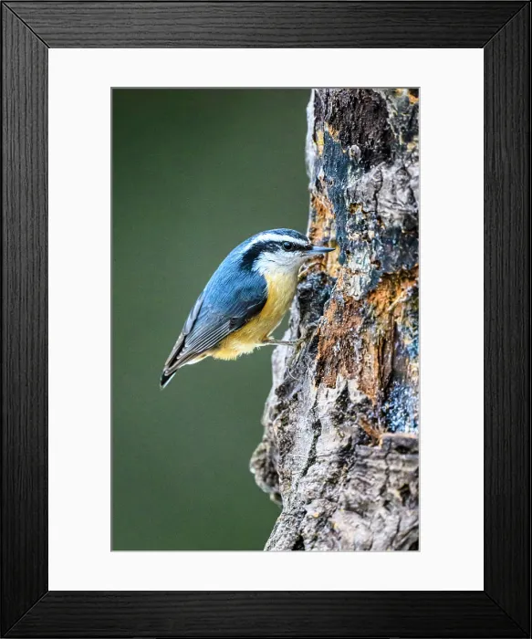 Framed Print : Red breasted nuthatch (Sitta canadensis), Greater Sudbury, Ontario, Canada Framed Print : Red breasted nuthatch (Sitta canadensis), Greater Sudbury, Ontario, Canada