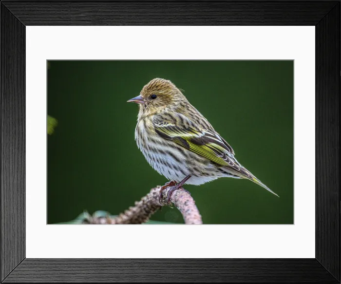 Framed Print : Pine siskin (Carduelis pinus), Greater Sudbury, Ontario, Canada Framed Print : Pine siskin (Carduelis pinus), Greater Sudbury, Ontario, Canada