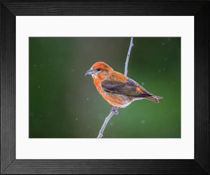 Framed Print : Red crossbill, common crossbill (Loxia curvirostra), Greater Sudbury, Ontario, Canada Framed Print : Red crossbill, common crossbill (Loxia curvirostra), Greater Sudbury, Ontario, Canada
