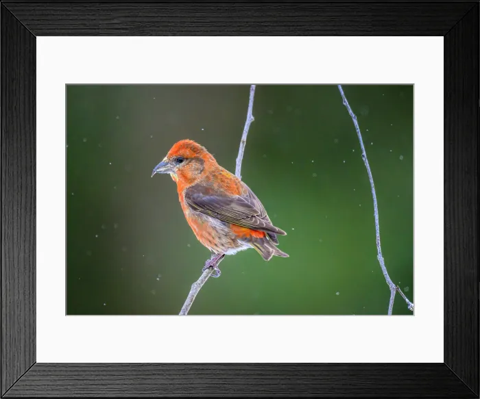 Framed Print : Red crossbill, common crossbill (Loxia curvirostra), Greater Sudbury, Ontario, Canada Framed Print : Red crossbill, common crossbill (Loxia curvirostra), Greater Sudbury, Ontario, Canada