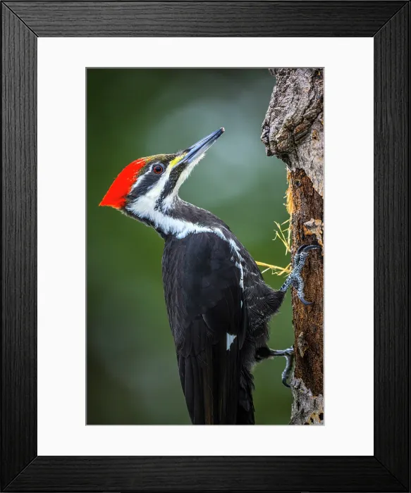 Framed Print : Pileated woodpecker (Dryocopus pileatus), Greater Sudbury, Ontario, Canada