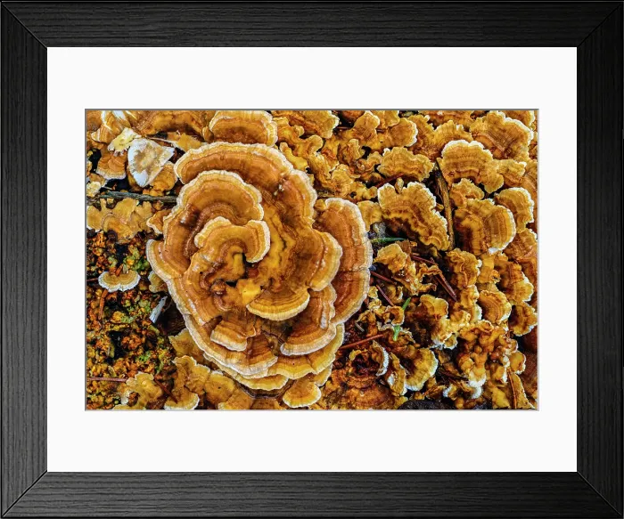 Framed Print : Turkeytail bracket fungus (Trametes versicolor) with a dusting of snow, Greater Sudbury, Ontario, Canada