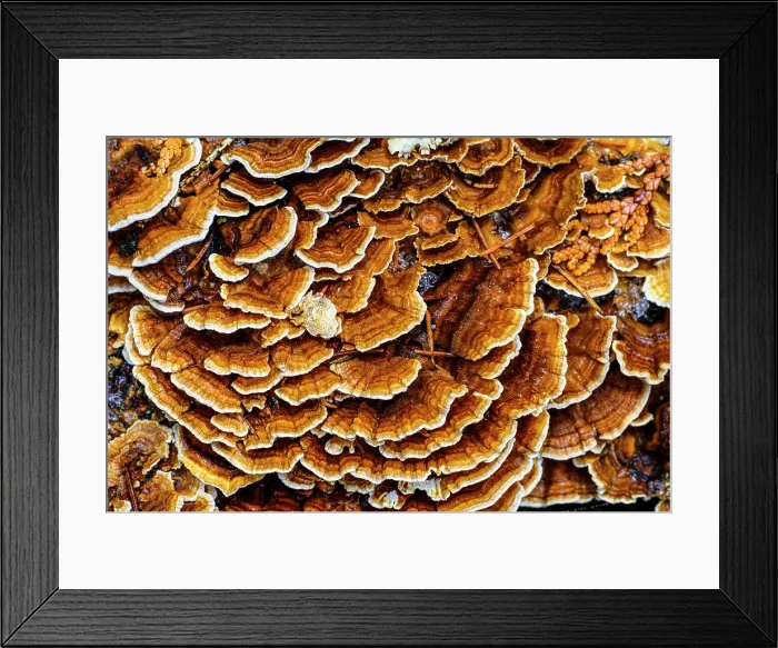 Framed Print : Turkeytail bracket fungus (Trametes versicolor) with a dusting of snow, Greater Sudbury, Ontario, Canada Framed Print : Turkeytail bracket fungus (Trametes versicolor) with a dusting of snow, Greater Sudbury, Ontario, Canada