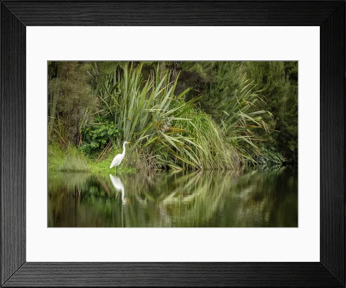 Framed Print : Great White Heron or Kotuku (Ardea alba) on the banks of Okarito Lagoon on the West Coast of South Island, New Zealand. Autumn (May) 2025 Framed Print : Great White Heron or Kotuku (Ardea alba) on the banks of Okarito Lagoon on the West Coast of South Island, New Zealand. Autumn (May) 2025