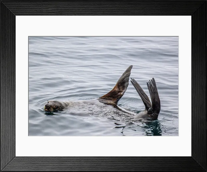 Framed Print : South American fur seal (Arctocephalus australis) loafing on the surface, Chilean Pacific Ocean, Patagonia, Chile Framed Print : South American fur seal (Arctocephalus australis) loafing on the surface, Chilean Pacific Ocean, Patagonia, Chile