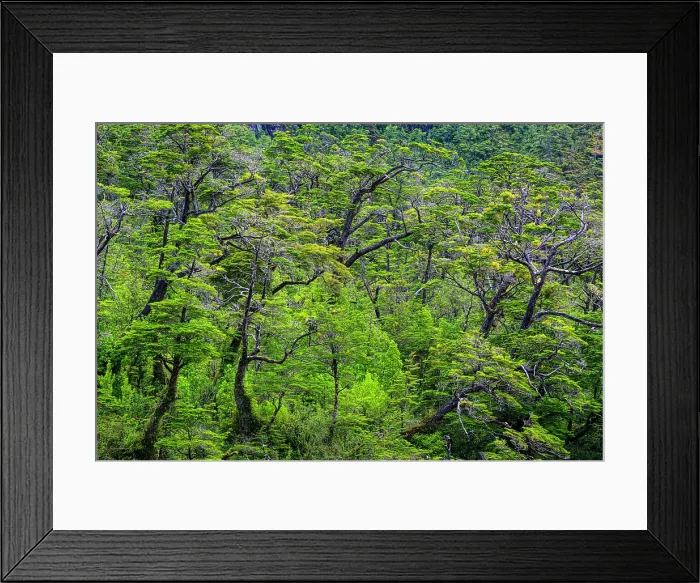 Framed Print : Fjord slopes forest, Peel Fjord, Sarmiento Channel, Magallenes, Chile Framed Print : Fjord slopes forest, Peel Fjord, Sarmiento Channel, Magallenes, Chile