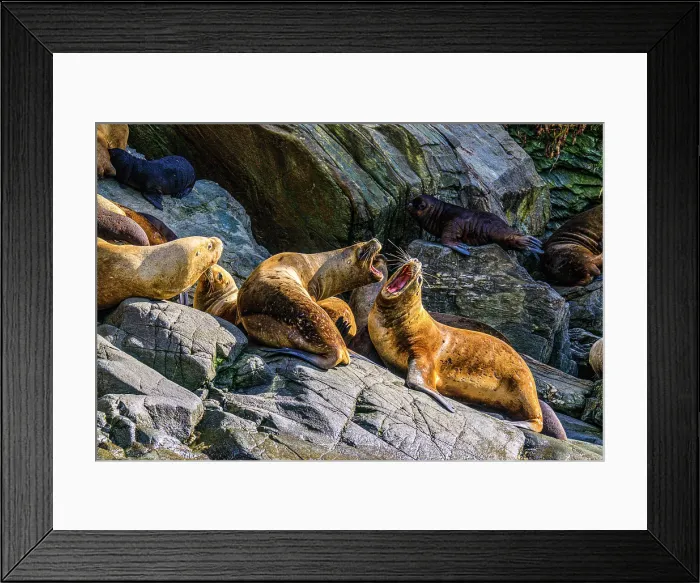 Framed Print : South American sea lion (Otaria flavescens)) Hauled out herd, Garibaldi fjord, Alberto de Agostini National Park, Patagonia, Chile Framed Print : South American sea lion (Otaria flavescens)) Hauled out herd, Garibaldi fjord, Alberto de Agostini National Park, Patagonia, Chile