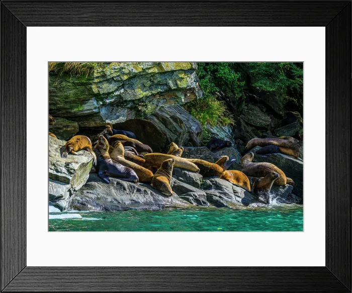 Framed Print : South American sea lion (Otaria flavescens)) Hauled out herd, Garibaldi fjord, Alberto de Agostini National Park, Patagonia, Chile