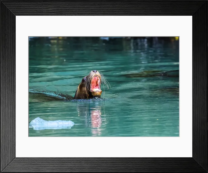 Framed Print : South American sea lion (Otaria flavescens), Garibaldi fjord, Alberto de Agostini National Park, Patagonia, Chile