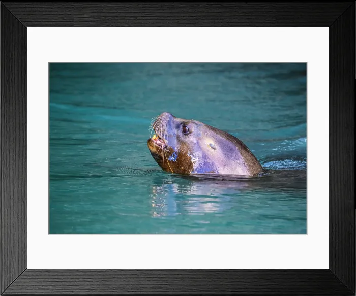 Framed Print : South American sea lion (Otaria flavescens), Garibaldi fjord, Alberto de Agostini National Park, Patagonia, Chile