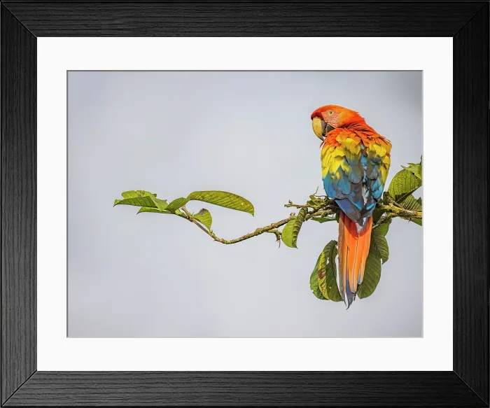 Framed Print : Scarlet Macaw (Ara macao), Boca Tapada, Alajuela Province, Costa Rica Framed Print : Scarlet Macaw (Ara macao), Boca Tapada, Alajuela Province, Costa Rica
