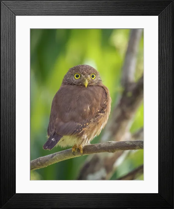 Framed Print : Central American Pygmy Owl (Glaucidium griseiceps), Boca Tapada, Alajuela Province, Costa Rica Framed Print : Central American Pygmy Owl (Glaucidium griseiceps), Boca Tapada, Alajuela Province, Costa Rica