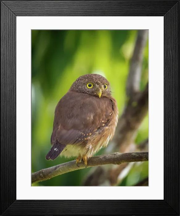 Framed Print : Central American Pygmy Owl (Glaucidium griseiceps), Boca Tapada, Alajuela Province, Costa Rica Framed Print : Central American Pygmy Owl (Glaucidium griseiceps), Boca Tapada, Alajuela Province, Costa Rica