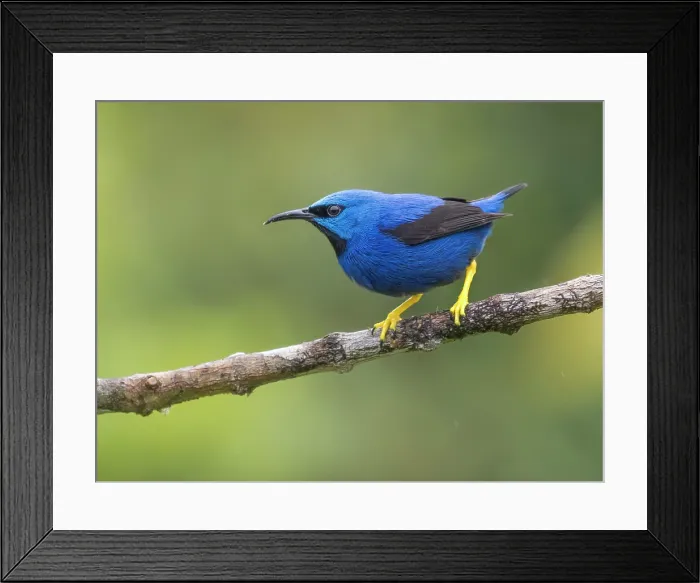 Framed Print : Shining Honeycreeper (Cyanerpes lucidus) male, Boca Tapada, Alajuela Province, Costa Rica