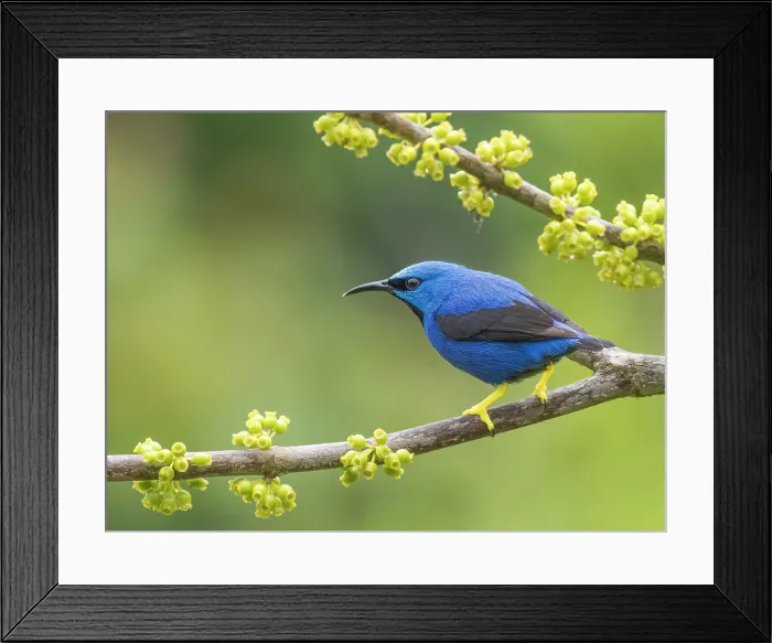 Framed Print : Shining Honeycreeper (Cyanerpes lucidus) male, Boca Tapada, Alajuela Province, Costa Rica Framed Print : Shining Honeycreeper (Cyanerpes lucidus) male, Boca Tapada, Alajuela Province, Costa Rica