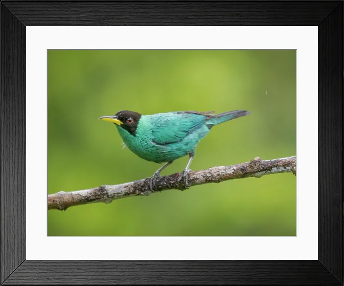 Framed Print : Green Honeycreeper (Chlorophanes spiza) male, Boca Tapada, Alajuela Province, Costa Rica Framed Print : Green Honeycreeper (Chlorophanes spiza) male, Boca Tapada, Alajuela Province, Costa Rica