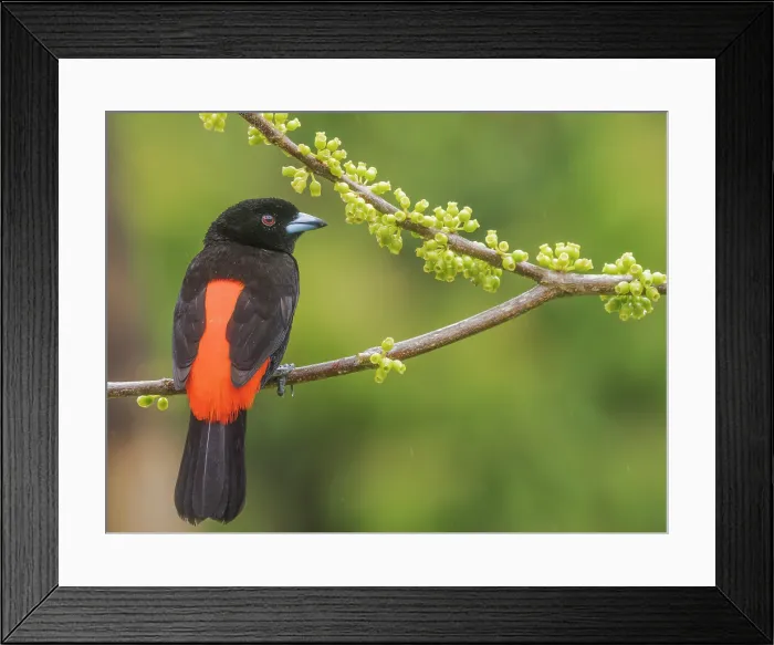 Framed Print : Scarlet-rumped Tanager (Ramphocelus passerinii), male, Boca Tapada, Alajuela Province, Costa Rica Framed Print : Scarlet-rumped Tanager (Ramphocelus passerinii), male, Boca Tapada, Alajuela Province, Costa Rica