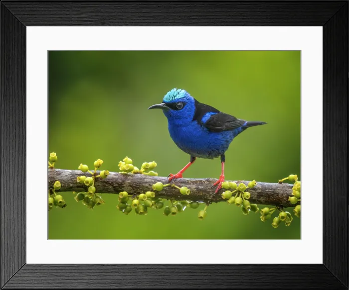 Framed Print : Red-legged Honeycreeper (Cyanerpes cyaneus) male, Boca Tapada, Alajuela Province, Costa Rica Framed Print : Red-legged Honeycreeper (Cyanerpes cyaneus) male, Boca Tapada, Alajuela Province, Costa Rica