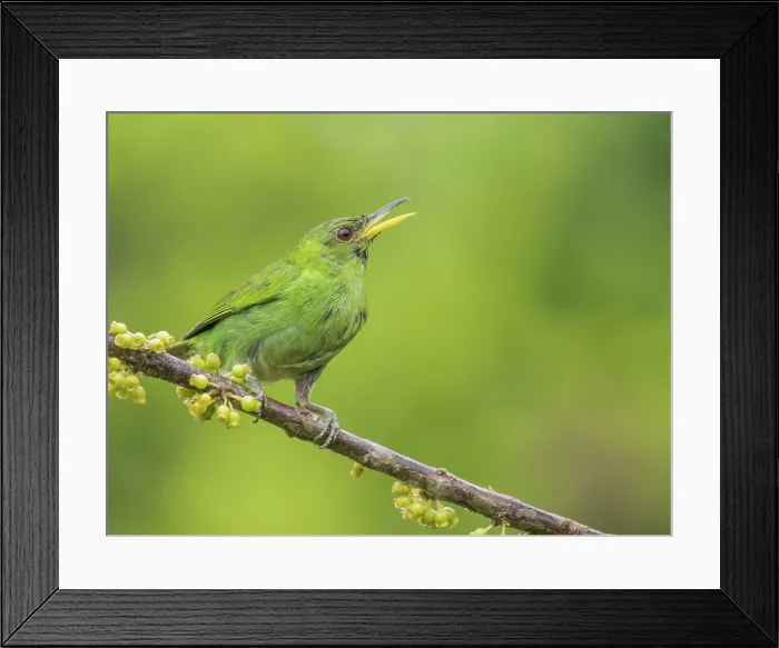 Framed Print : Green Honeycreeper (Chlorophanes spiza) female, Boca Tapada, Alajuela Province, Costa Rica Framed Print : Green Honeycreeper (Chlorophanes spiza) female, Boca Tapada, Alajuela Province, Costa Rica
