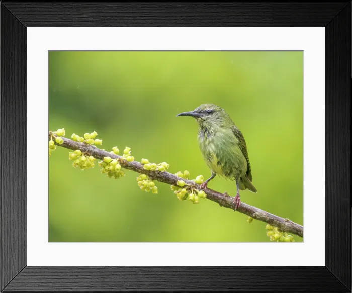 Framed Print : Red-legged Honeycreeper (Cyanerpes cyaneus) female, Boca Tapada, Alajuela Province, Costa Rica Framed Print : Red-legged Honeycreeper (Cyanerpes cyaneus) female, Boca Tapada, Alajuela Province, Costa Rica