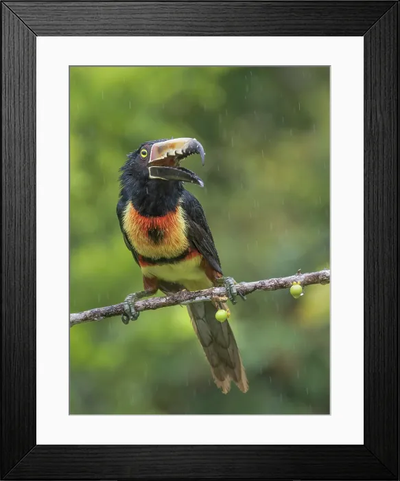 Framed Print : Collared Aracari (Pteroglossus torquatus), Boca Tapada, Alajuela Province, Costa Rica Framed Print : Collared Aracari (Pteroglossus torquatus), Boca Tapada, Alajuela Province, Costa Rica